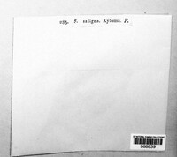 Sphaeria saligna image